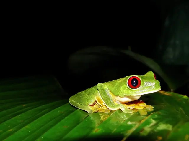 Red-eyed tree frog on a leaf at night