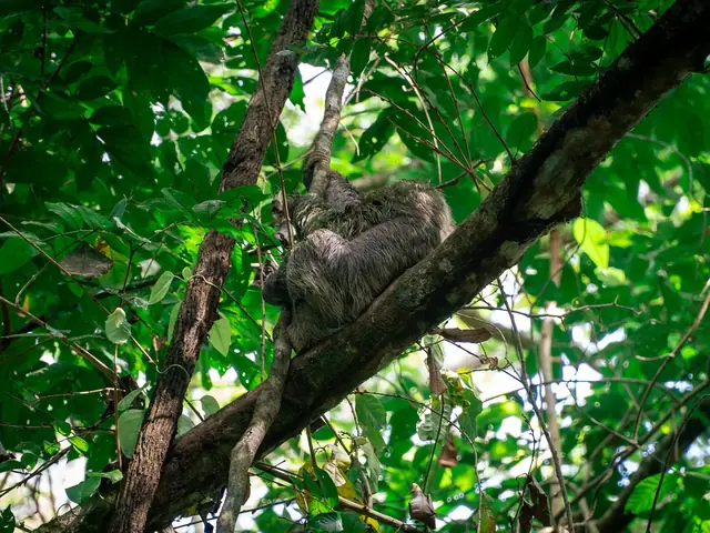 Sloth in a tree in Manuel Antonio National Park